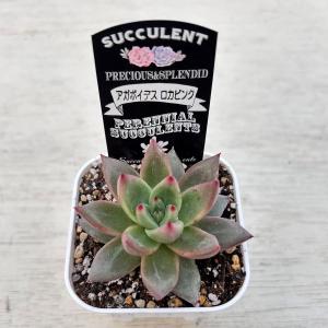 多肉植物 エケベリア アガボイデス ロカピンク...の詳細画像1