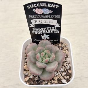 多肉植物 エケベリア アリエル(凌雪) 7.5...の詳細画像2