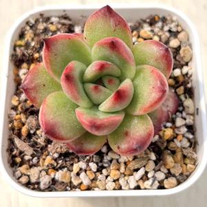 多肉植物　エケベリア　レオパード錦　特選大苗 多肉植物 エケベリア 大和錦（パープソルム） 7.5cmポット苗