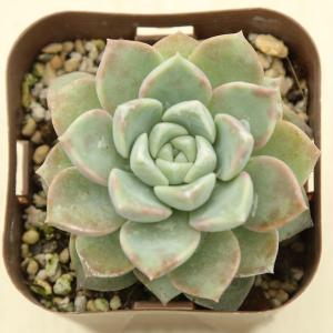 多肉植物 エケベリア ベンバディス 7.5cmポット苗 : ハニー
