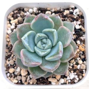多肉植物 エケベリア ピンクスポット 7.5c...の詳細画像1