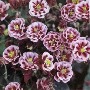 【提携農場生産】おだまき ウィンキーダブル レッド＆ホワイト 9cmロングポット苗