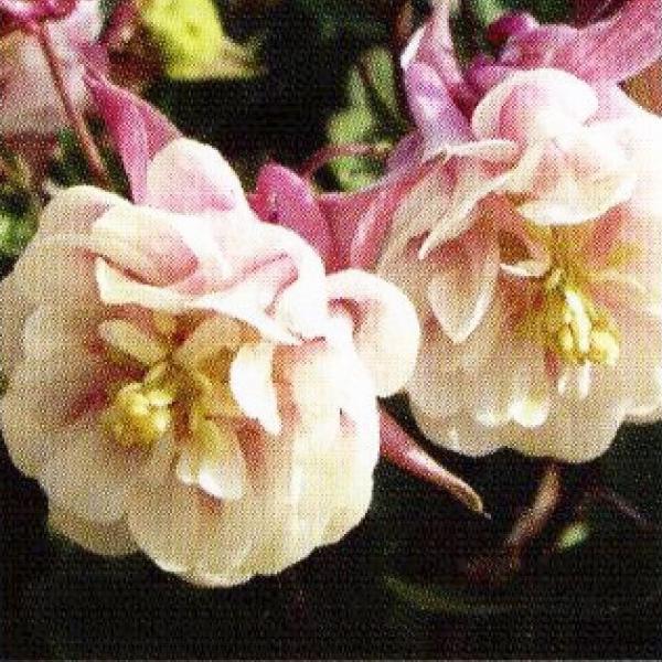 【提携農場生産】おだまき ウィンキーダブル ローズ＆ホワイト 9cmロングポット苗