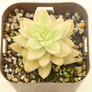 多肉植物 エケベリア ミニベル錦 7.5cmポット苗 : ハニーミント 多肉植物 エケベリア ミニベル錦 7.5cmポット苗 : ハニーミント
