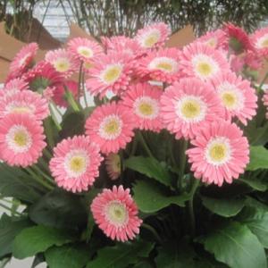 【当店農場生産】ガーベラ ガルビネア スイートメ...の商品画像