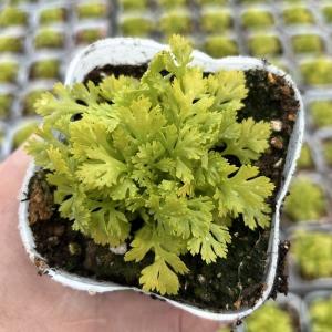 ITANSE 玉ねぎ抜き苗 品種：もみじ3号(晩生) 野菜の苗 約50本 (50本×1