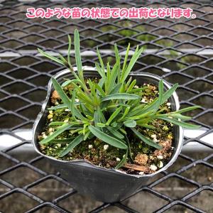 【当店農場生産】大人気品種!ダイアンサス フル...の詳細画像2