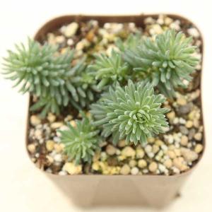 多肉植物 セダム シルバーストーン 7.5cmポット苗の商品画像