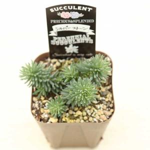 多肉植物 セダム シルバーストーン 7.5cm...の詳細画像1