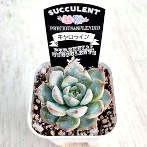 多肉植物 エケベリア キャロライン 7.5cm...の詳細画像2
