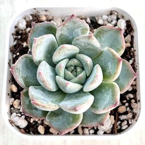 多肉植物 エケベリア キャロライン 7.5cm...の詳細画像1