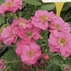 【当店農場生産】鈴なりピンク花いちご サマーブリーズ チェリー 9cmポット苗 四季なり