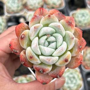 多肉植物 エケベリア オレンジkorean 7.5cmポット苗 : ハニーミント
