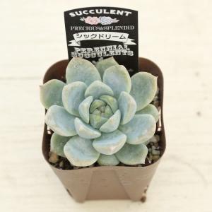 多肉植物 エケベリア シックドリーム 7.5c...の詳細画像2