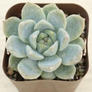 多肉植物 エケベリア シックドリーム 7.5c...の詳細画像1