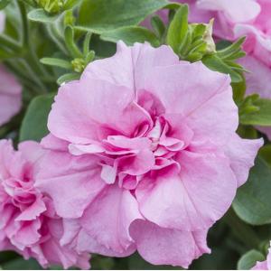 【当店農場生産】八重咲きペチュニア ビバダブル サーモンピンク（花なし苗） 9cmポット苗