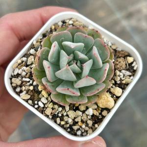 多肉植物 アエオニウム キウイ 7.5cmポット苗 : ハニーミント - 通販
