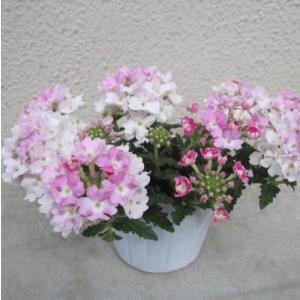 【当店農場生産】栄養系バーベナ ピンクポップ 9cmポット苗