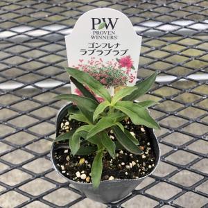 【当店農場生産】ゴンフレナ ラブラブラブ PW...の詳細画像1
