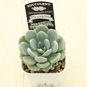 多肉植物 エケベリア ラウイ×クラバツム 7....の詳細画像1