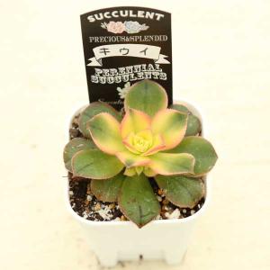 多肉植物 アエオニウム キウイ 7.5cmポット苗の詳細画像1