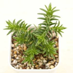 多肉植物 クラッスラ ディペンデンス 7.5cm...の商品画像