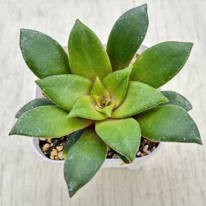 日本花キ流通 多肉植物 osクラッスラ だるま緑塔 ダルマ緑塔
