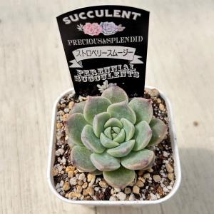 多肉植物 エケベリア ストロベリースムージー ...の詳細画像1