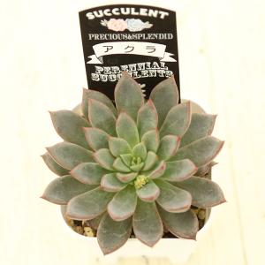 多肉植物 エケベリア アクラ 7.5cmポット苗の詳細画像1