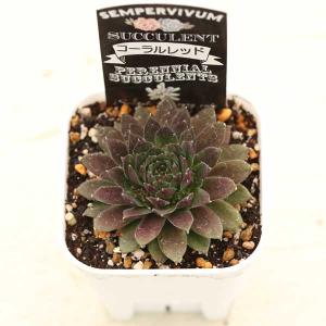 多肉植物 センペルビウム コーラルレッド 7....の詳細画像1