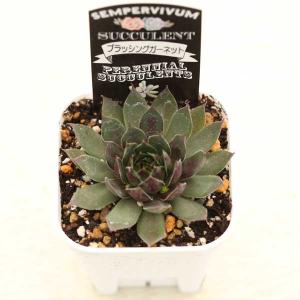 多肉植物 センペルビウム ブラッシングガーネッ...の詳細画像1