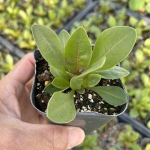 【当店農場生産】プティロータスジョーイ 9cm...の詳細画像1