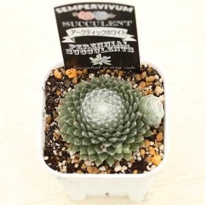 多肉植物 センペルビウム アークティックホワイ...の詳細画像1