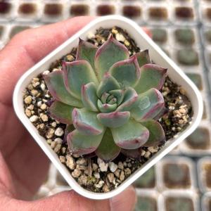 多肉植物：アエオニウム 小人の祭り錦*幅4.5cm 現品 一品限り : 遊恵