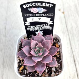 多肉植物 エケベリア ミア 7.5cmポット苗の詳細画像2
