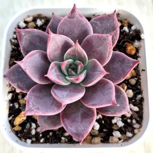 多肉植物 エケベリア ミア 7.5cmポット苗の詳細画像1