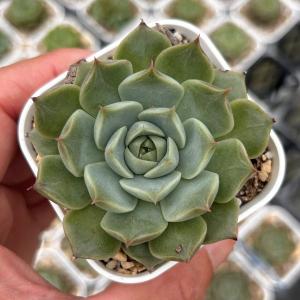 日本花キ流通 多肉植物 hmエケベリア ブラックスワン 多肉植物