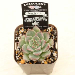 多肉植物 エケベリア シーシェル 7.5cmポット苗の詳細画像2