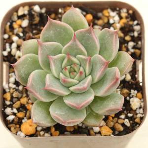 多肉植物 エケベリア シーシェル 7.5cmポット苗の詳細画像1
