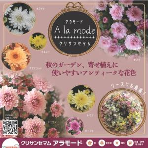 【当店農場生産】クリサンセマム(ポットマム)ア...の詳細画像1