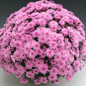 【当店農場生産】クリサンセマム（ポットマム）アラモード ピンク 9cmポット苗 耐寒性宿根多年草