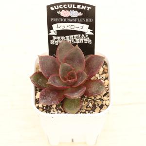 多肉植物 エケベリア レッドローズ 7.5cm...の詳細画像2