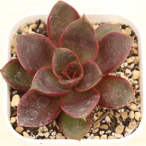 多肉植物 エケベリア レッドローズ 7.5cm...の詳細画像1