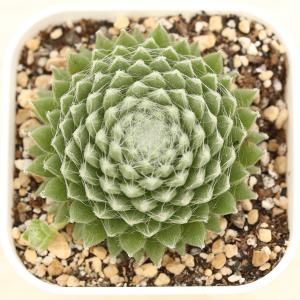 多肉植物 センペルビウム ルビーライム 7.5cmポット苗 : ハニーミント