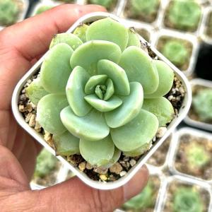多肉植物 O'sエケベリア シムランスブスタマンテ×デザートハーモニー