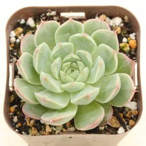多肉植物 エケベリア ロングアイラッシュ 7.5...の商品画像