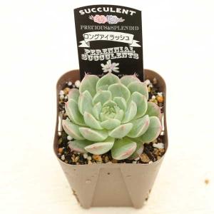 多肉植物 エケベリア ロングアイラッシュ 7....の詳細画像1