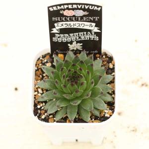 多肉植物 センペルビウム エメラルドスワール ...の詳細画像1