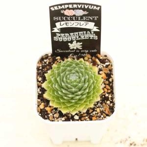 多肉植物 センペルビウム レモンフレア 7.5...の詳細画像2