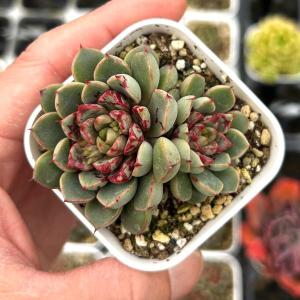 チャーム（charm） （多肉植物）エケベリア 七福神 3〜3．5号（1